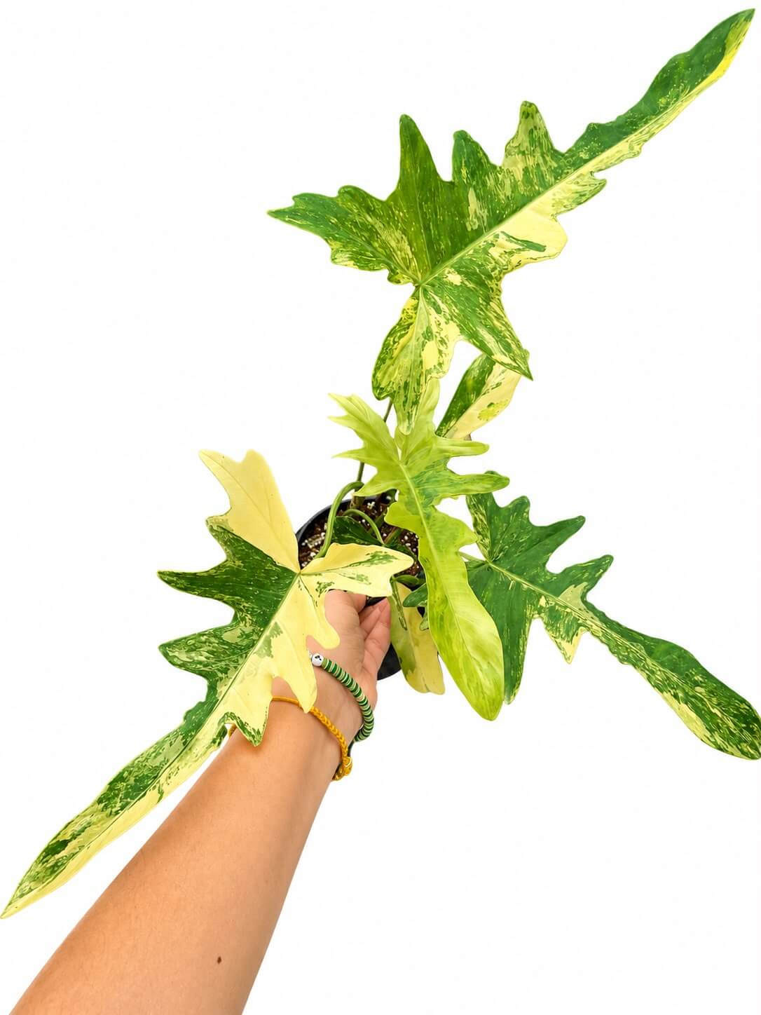 Philodendron Florida beauty x mayoi 5”