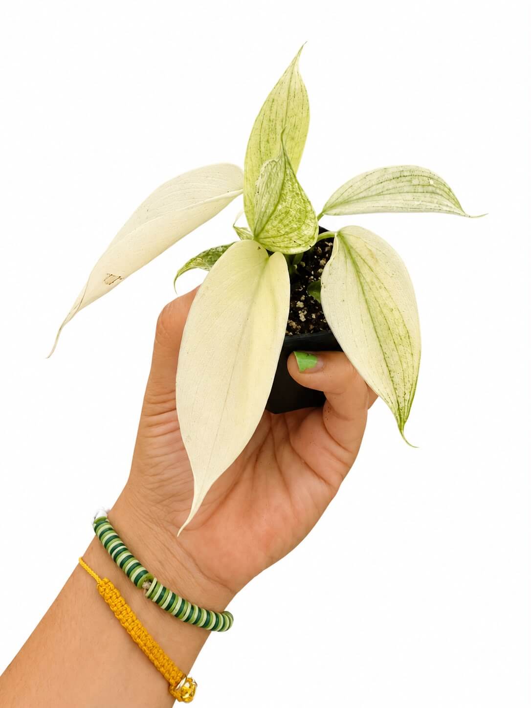 Philodendron Florida ghost 3”
