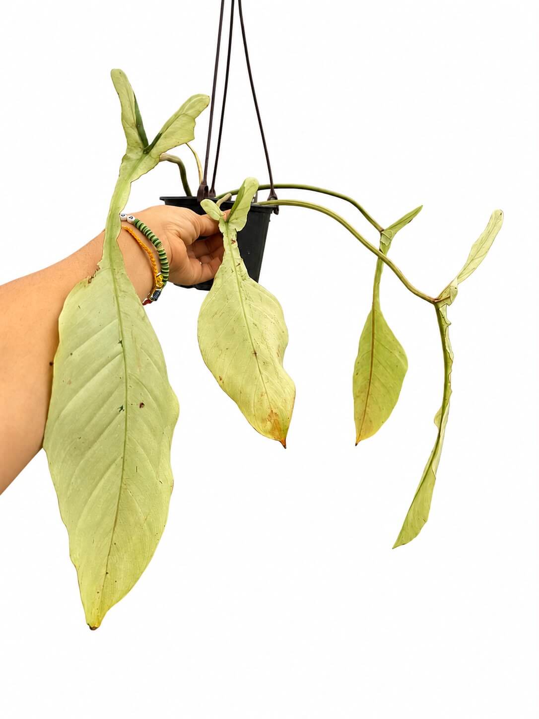 Philodendron Joepi mint 6”