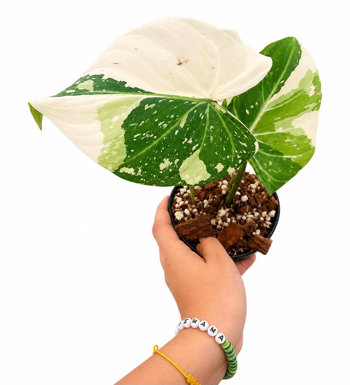 Philodendron gloriosum variegated 4”
