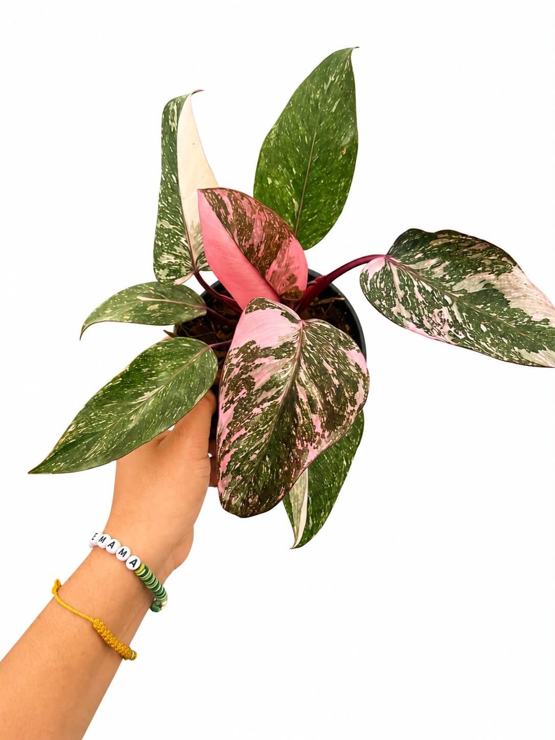 Philodendron pink princess galaxy 4”