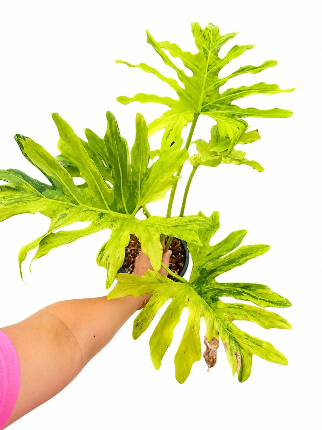 Philodendron sellouw variegated 6”