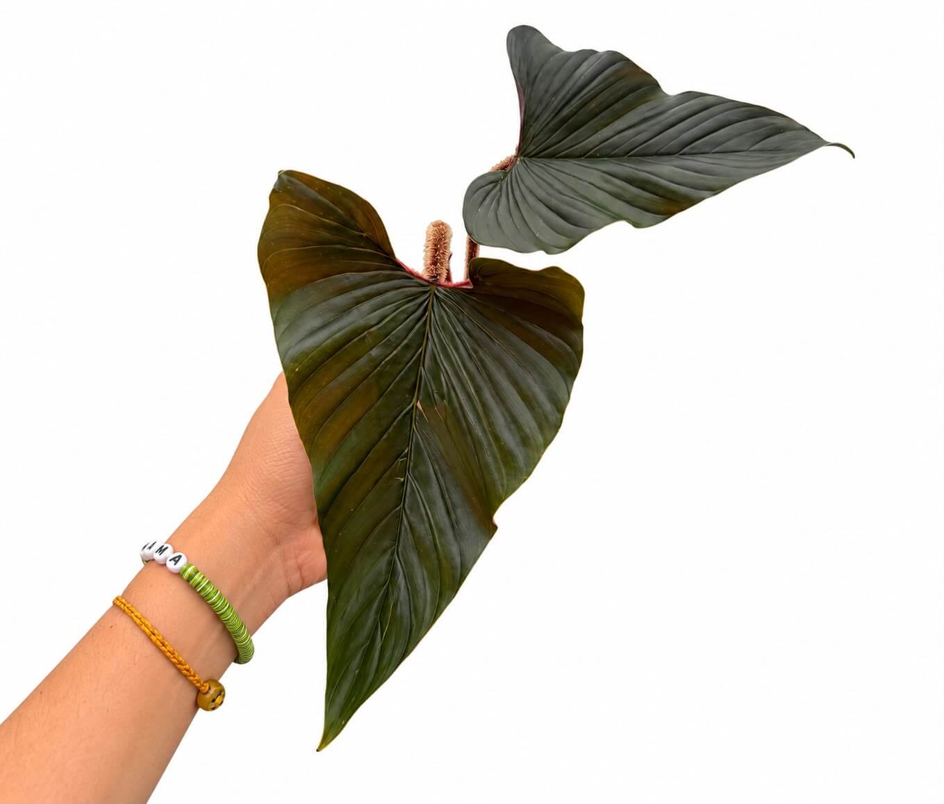 Philodendron squamicuale pink 5”