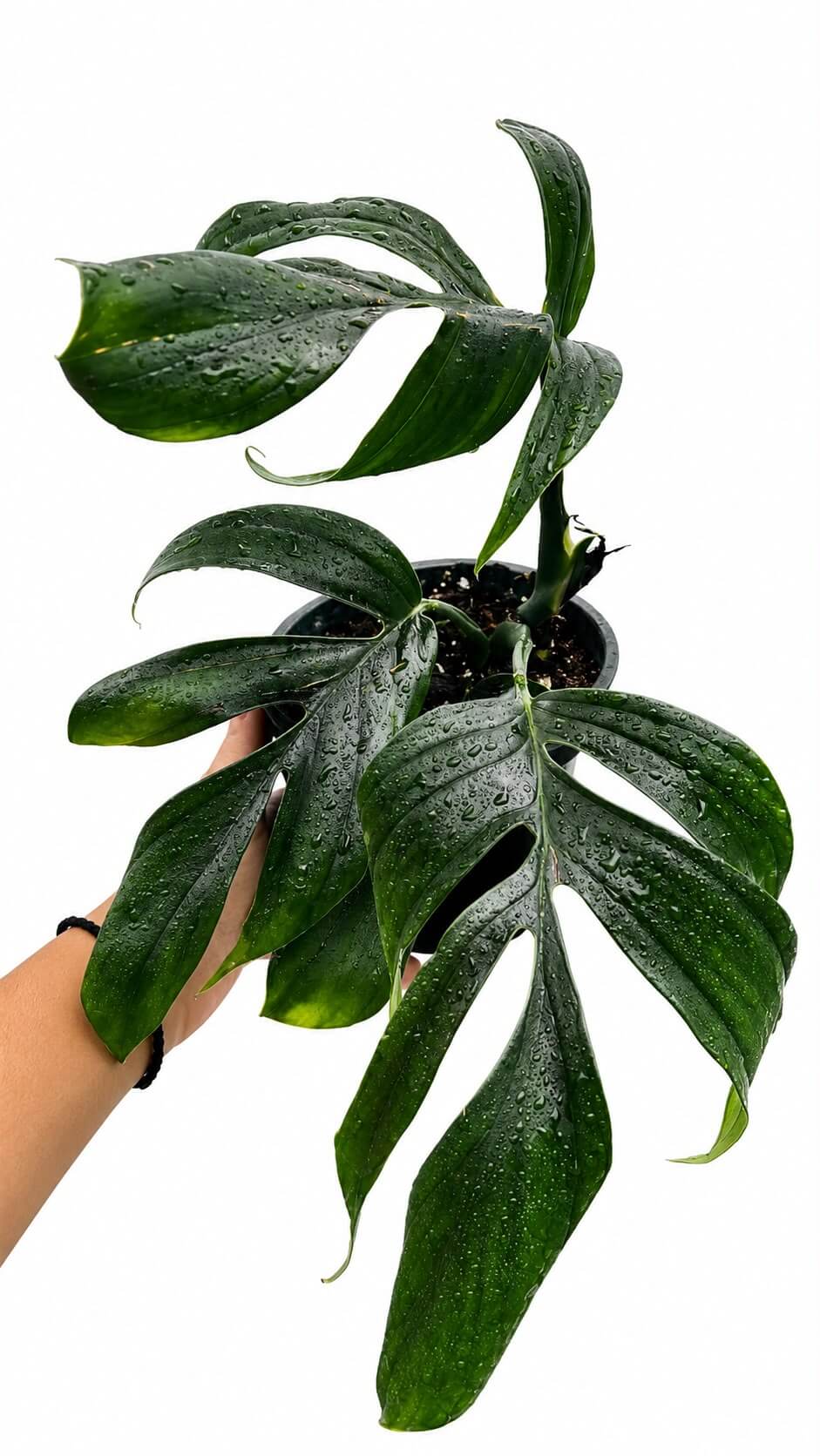 Rhapdhidhora decursiva 5”
