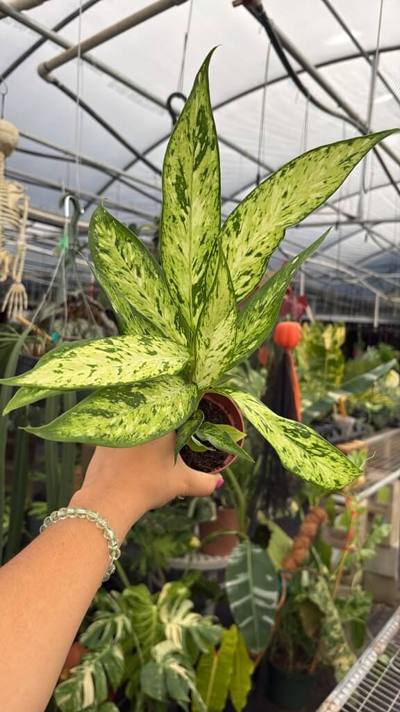 Aglaonema starbright 4”