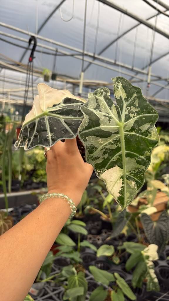 Alocasia Amazonica variegated 4”