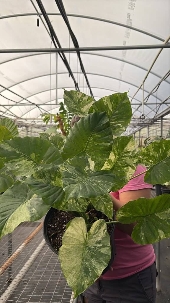 Alocasia Odora Albo mint 1GL