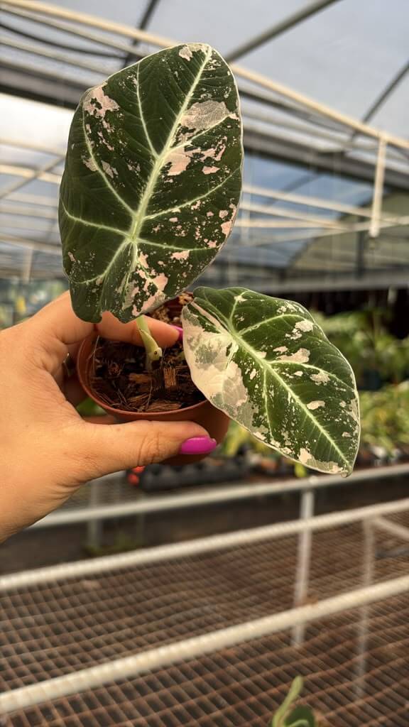 Alocasia black velvet variegated 3”