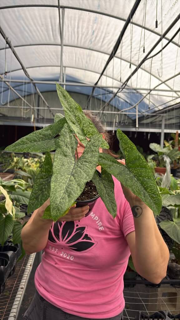 Alocasia shattered glass 6”