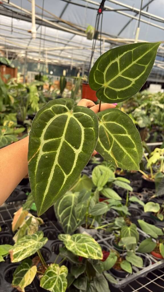 Anthurium Carla 4”