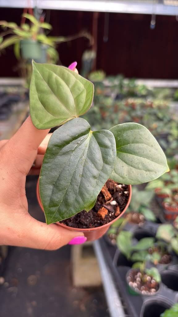 Anthurium Papi x luxurians 3”