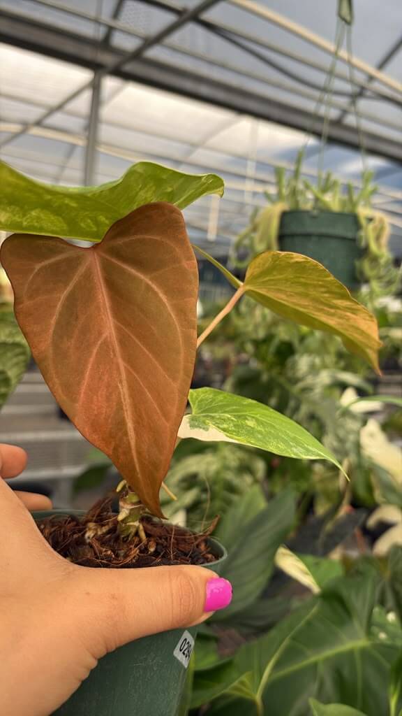 Anthurium black venom 4”