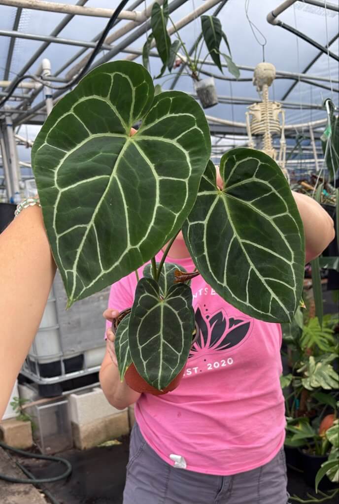 Anthurium crystalinum 6”