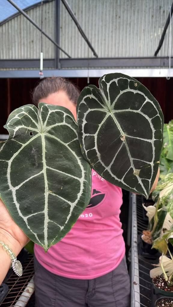 Anthurium crystalinum large 8”