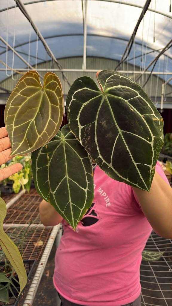 Anthurium crystalinum silver 4”