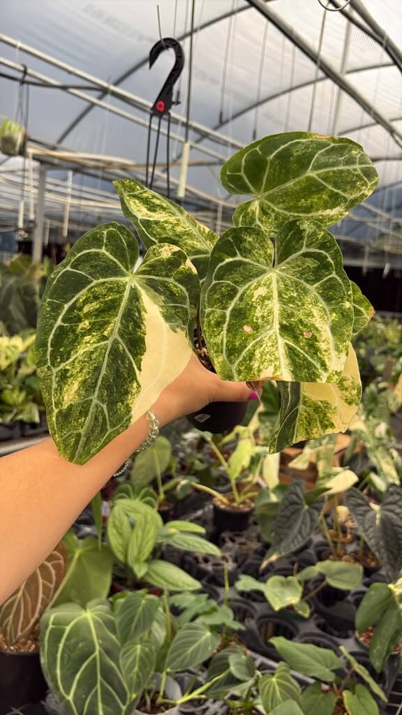 Anthurium crystalinum variegated 6”