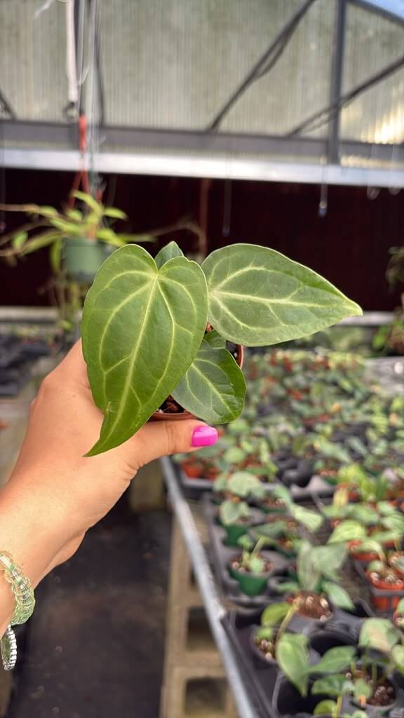 Anthurium forgeti x Carla 4”