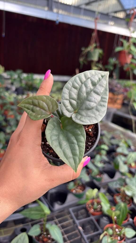 Anthurium luxurians 4”