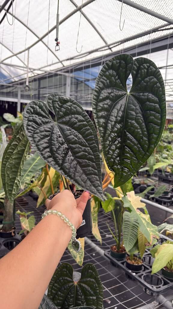Anthurium luxurians dark large 4”