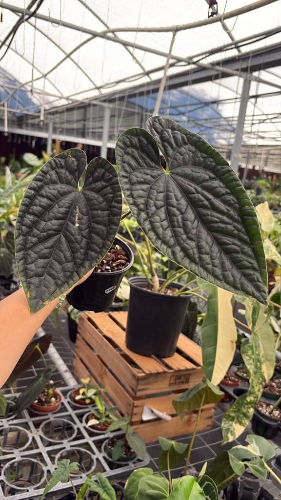 Anthurium luxurians medium 4”