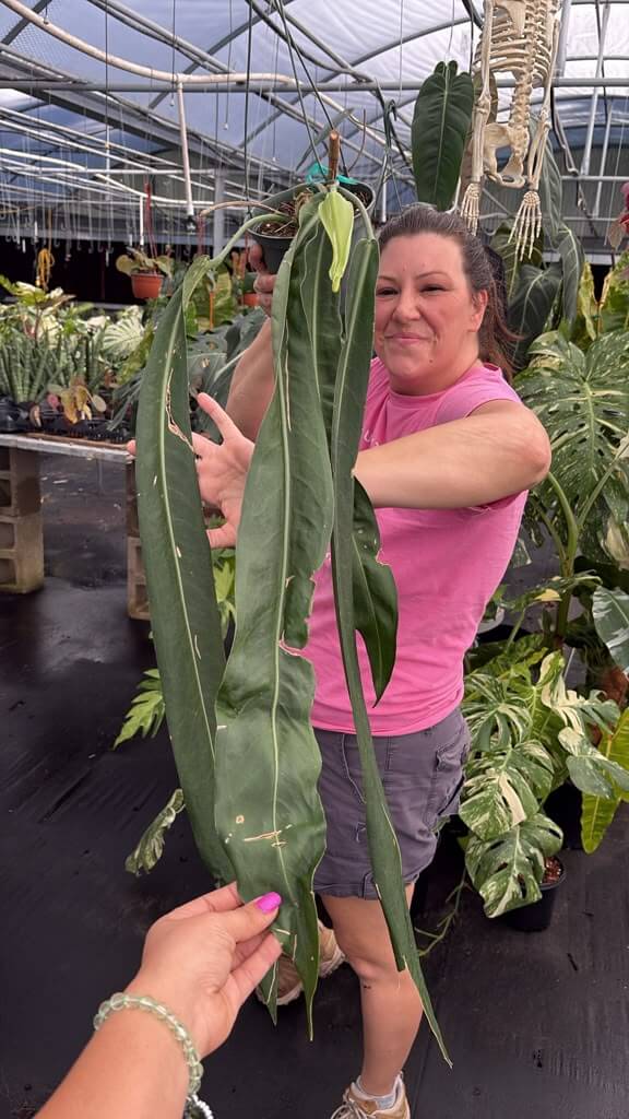 Anthurium padilliflorum extra large exactly one 8”