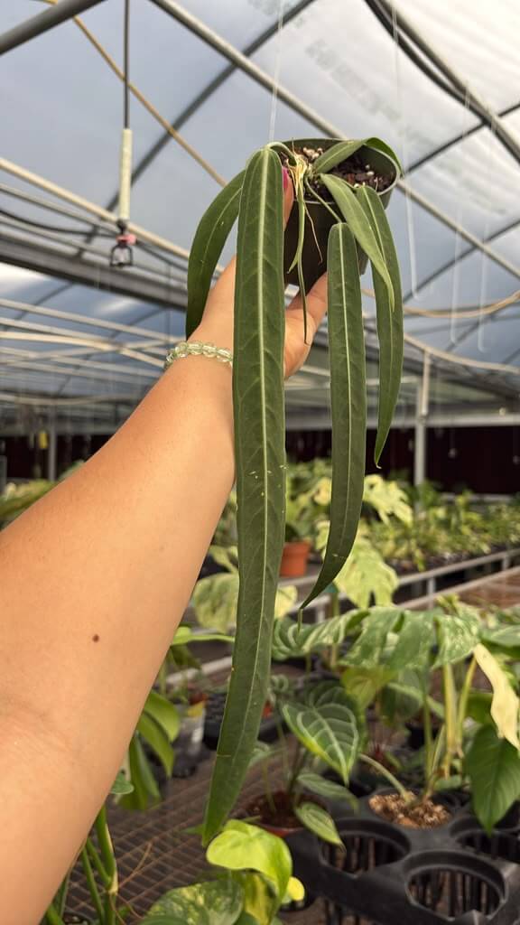 Anthurium padilliflorum narrow 4”