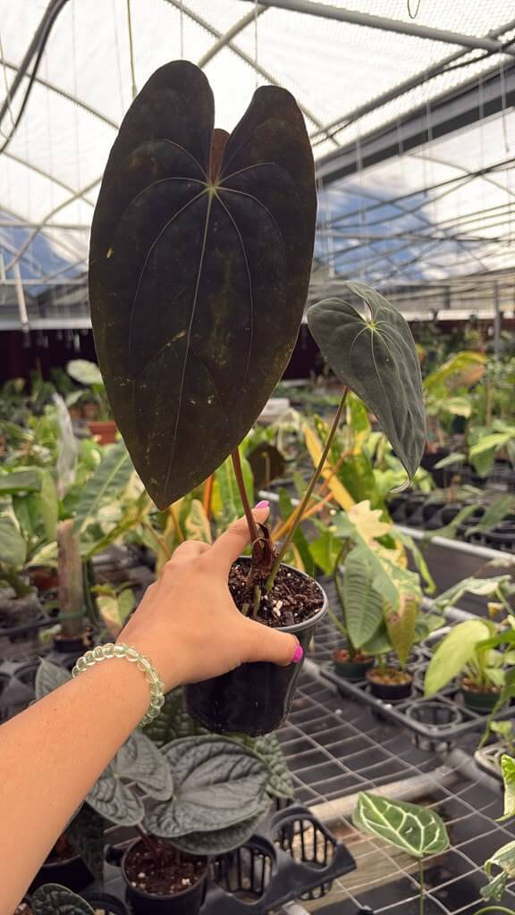 Anthurium papi dark 5”