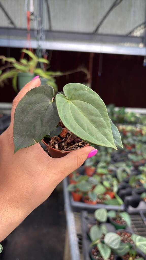Anthurium papi hybrid 4”