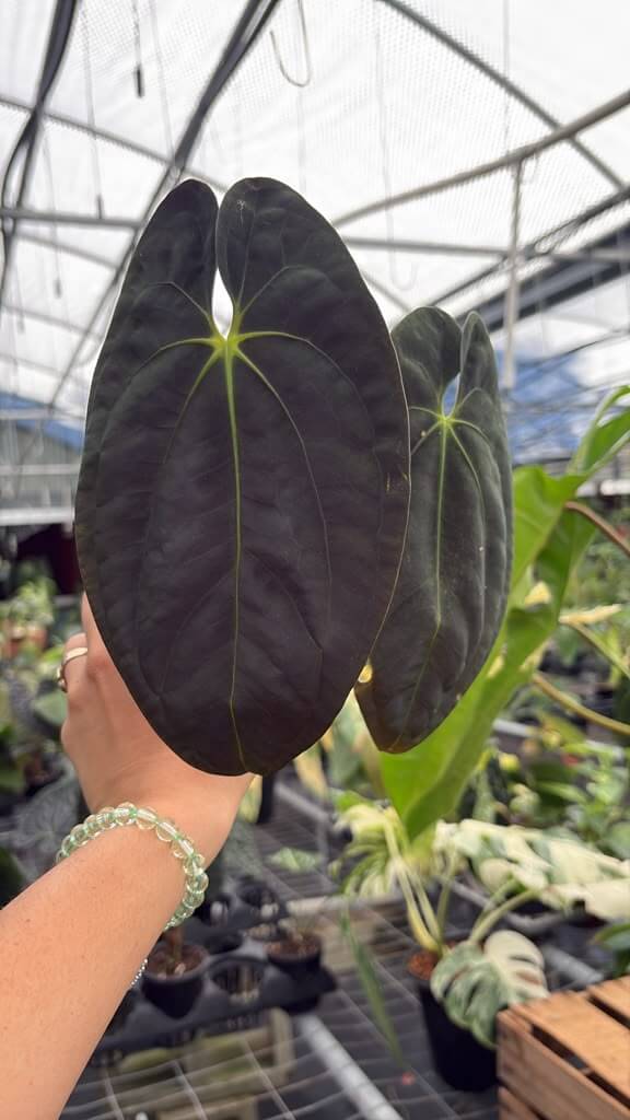 Anthurium papi super dark 4”