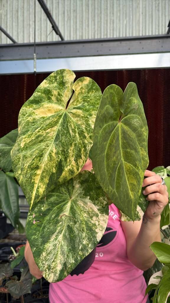 Anthurium papi variegated 1GL