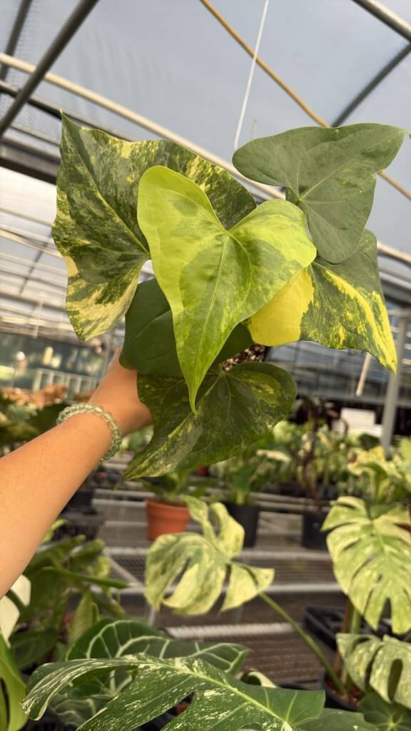 Anthurium pterodactyl variegated 4”