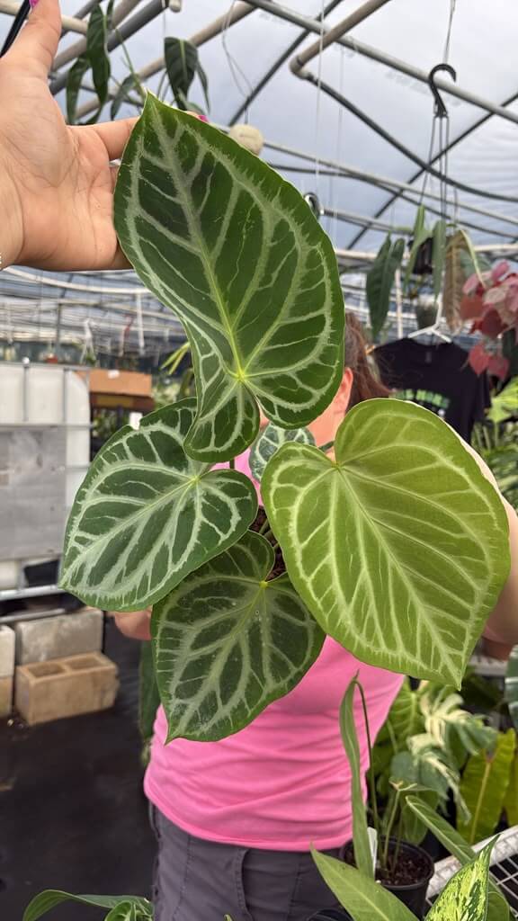 Anthurium silver blush 6”