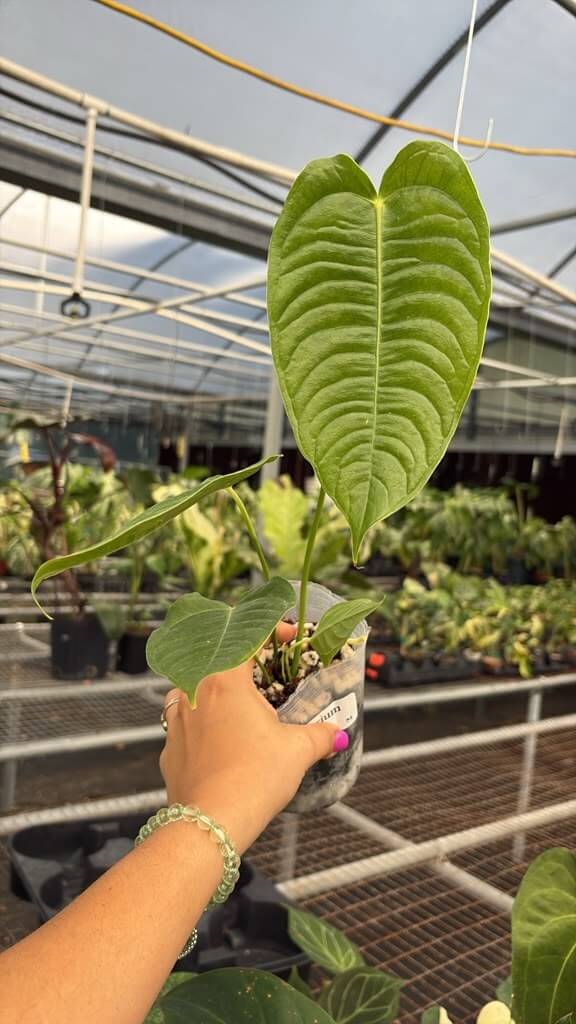 Anthurium veitchi 5”