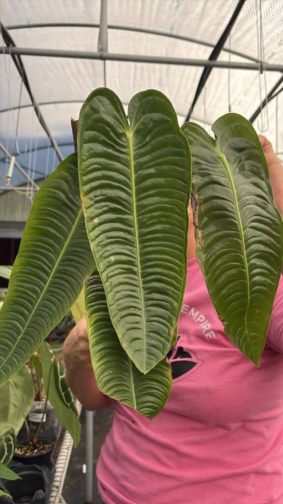 Anthurium veitchi narrow 4”