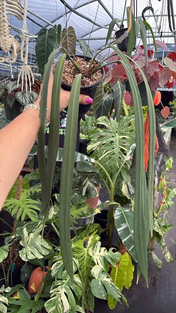 Anthurium vittaliforium 6”