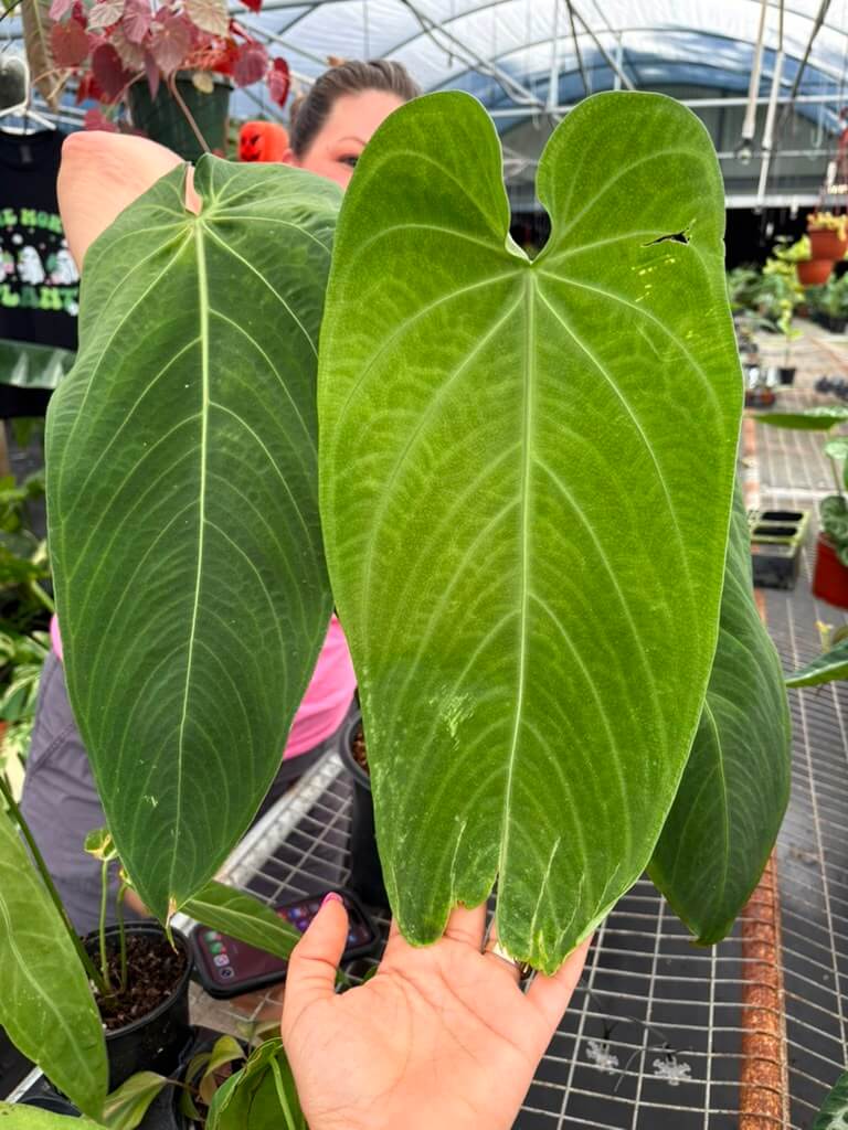 Anthurium warecqueanum Esmeralda 6”