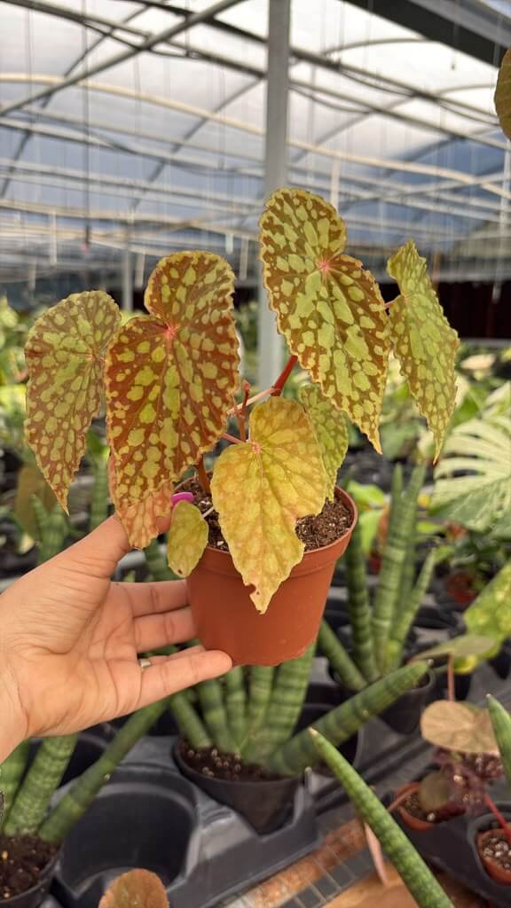 Begonia chlorosticta 4”