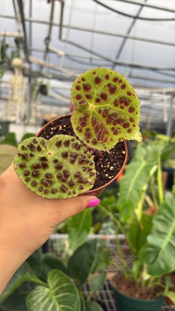 Begonia ferox 4”