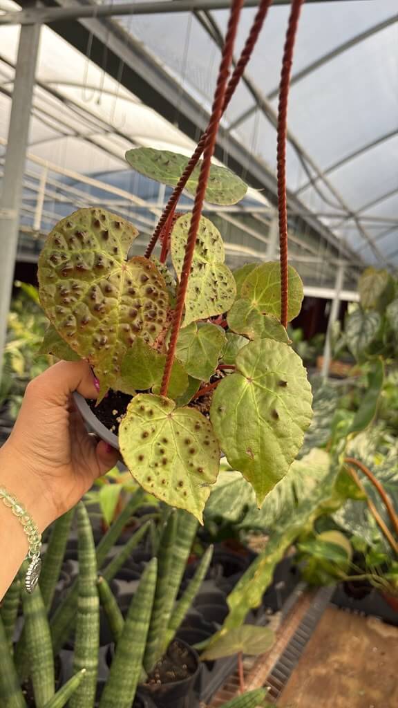 Begonia ferox 6”