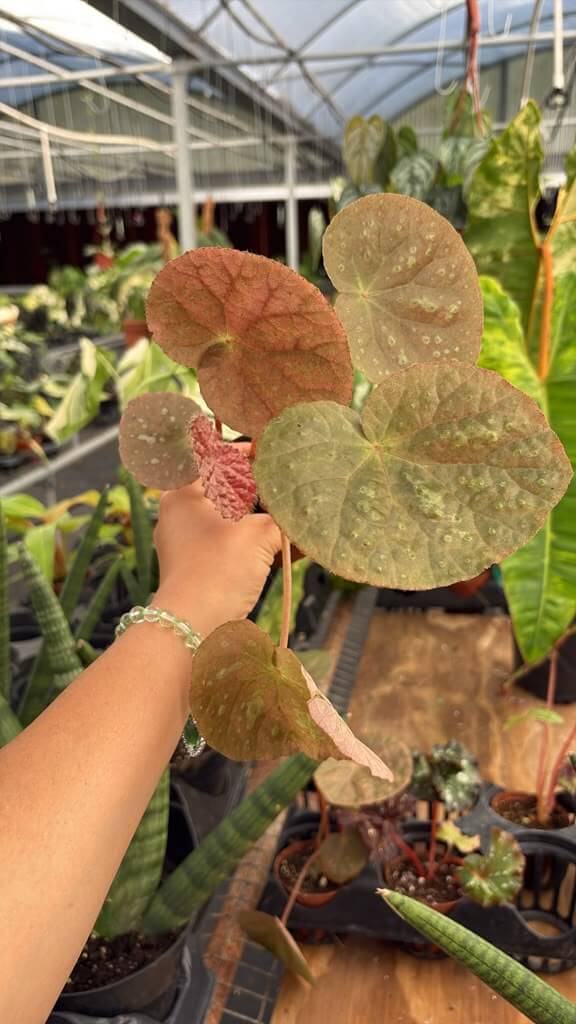 Begonia ferox/jinxi hybrid 4”