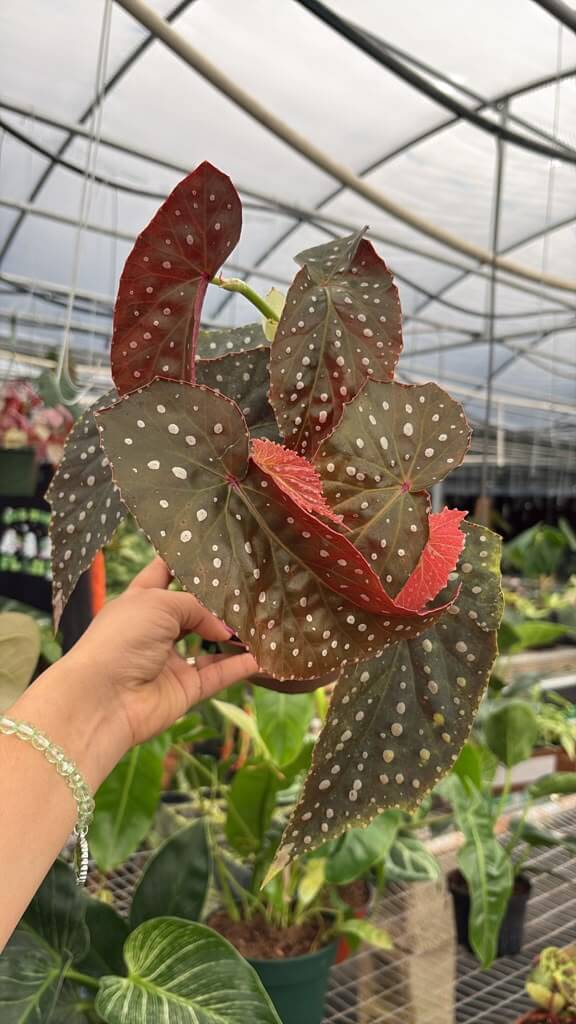 Begonia immortal 6”
