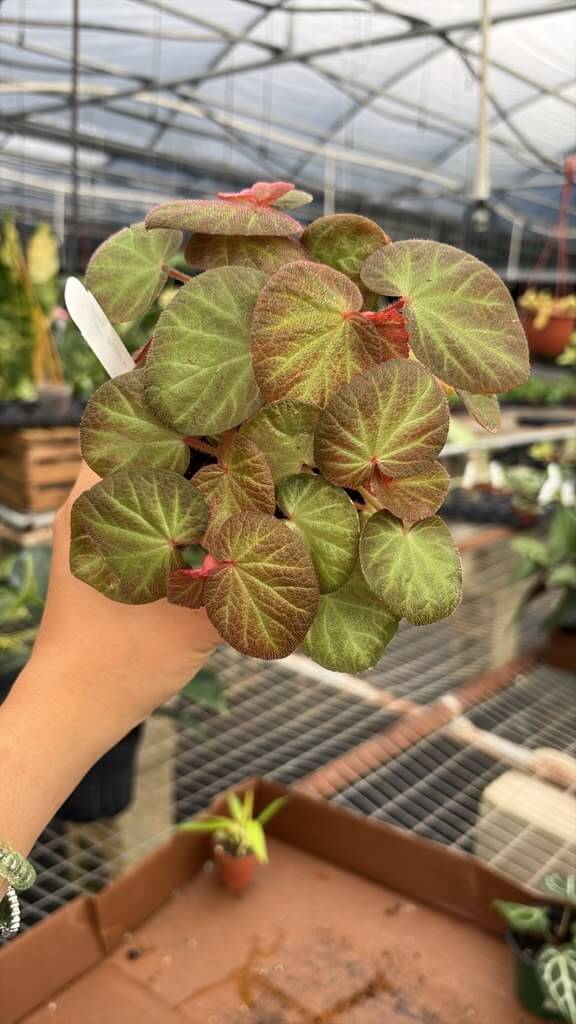Begonia manaus 4”