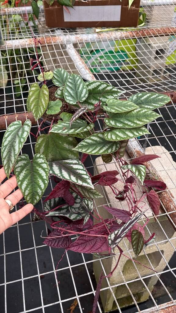 Cissus discolor 6” super long