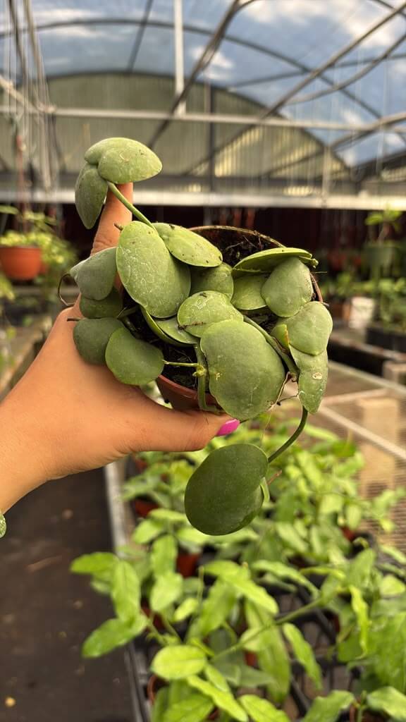 Dischidia platipilla 4”