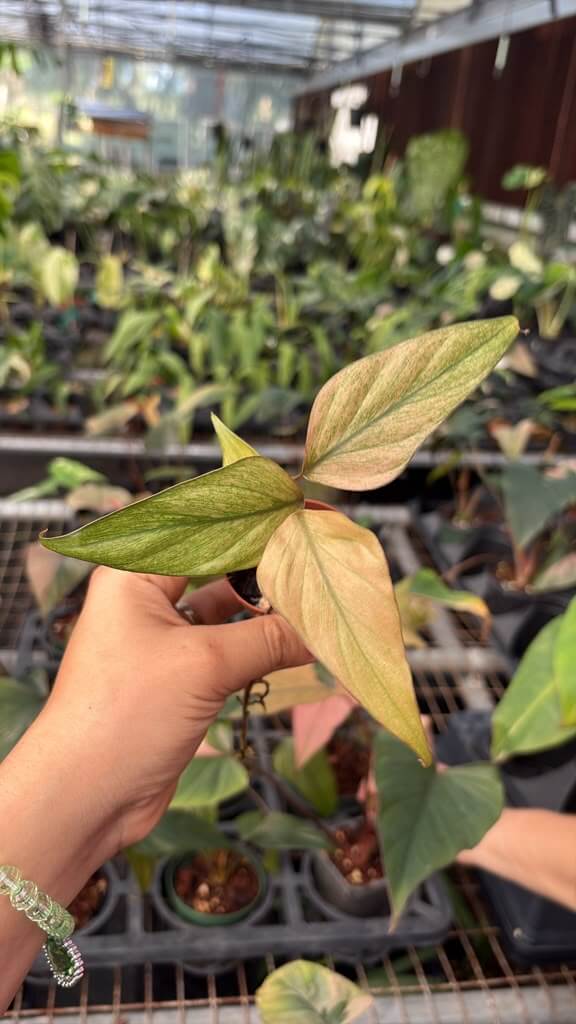Homalomena pink diamond 2”