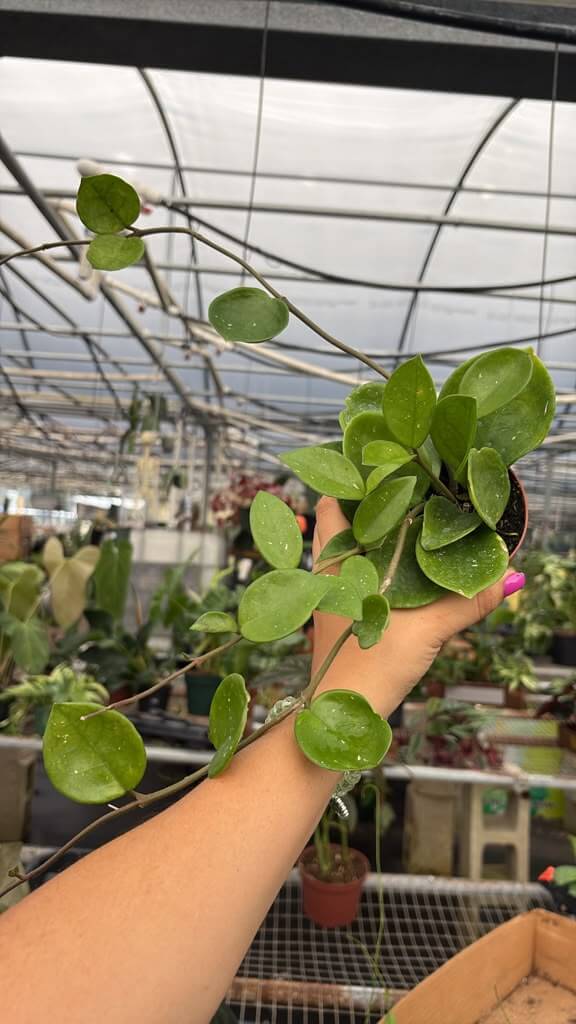 Hoya Chelsea 4”