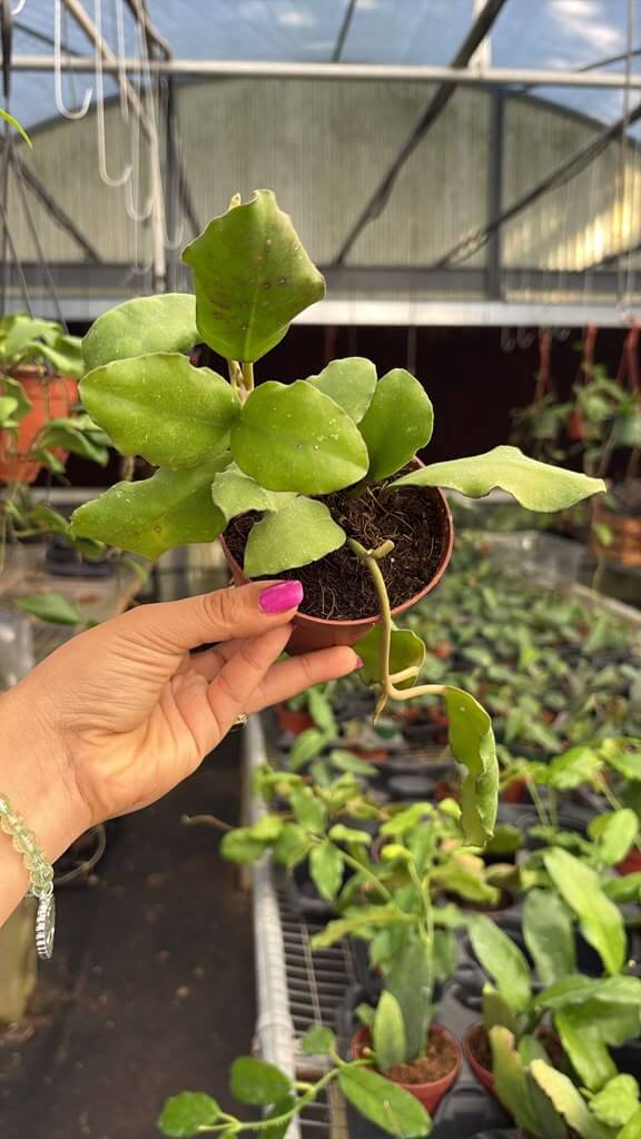 Hoya Waymaniae 4”