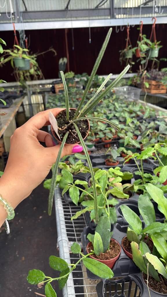 Hoya insularis 3”