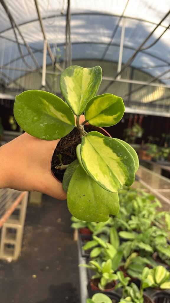 Hoya obovata variegated 4”