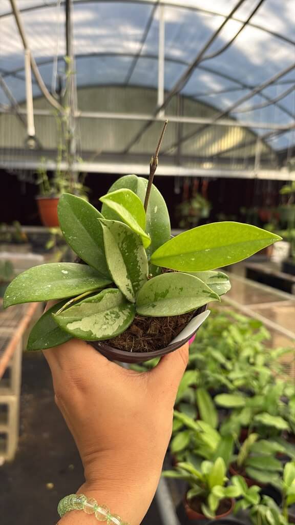 Hoya silver moon 4”